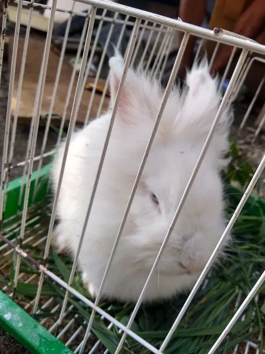 Coelhinho femea com sete meses