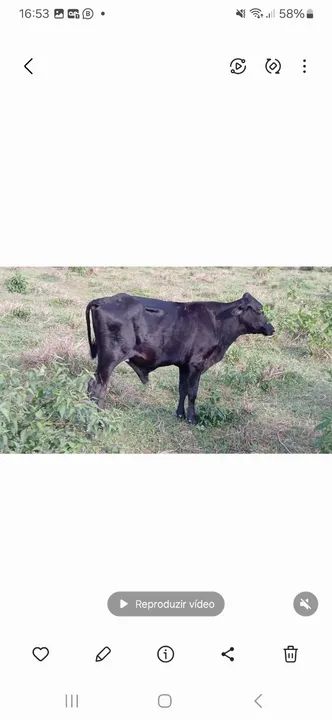 Vendo 6 macho 3 fêmea zap *  - Foto 6