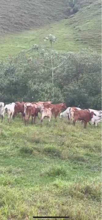 45 bezerras - R$ 340 a arroba