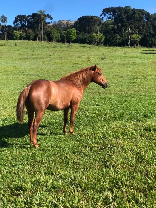 Garanhão Quarto de Milha PO - Foto 3