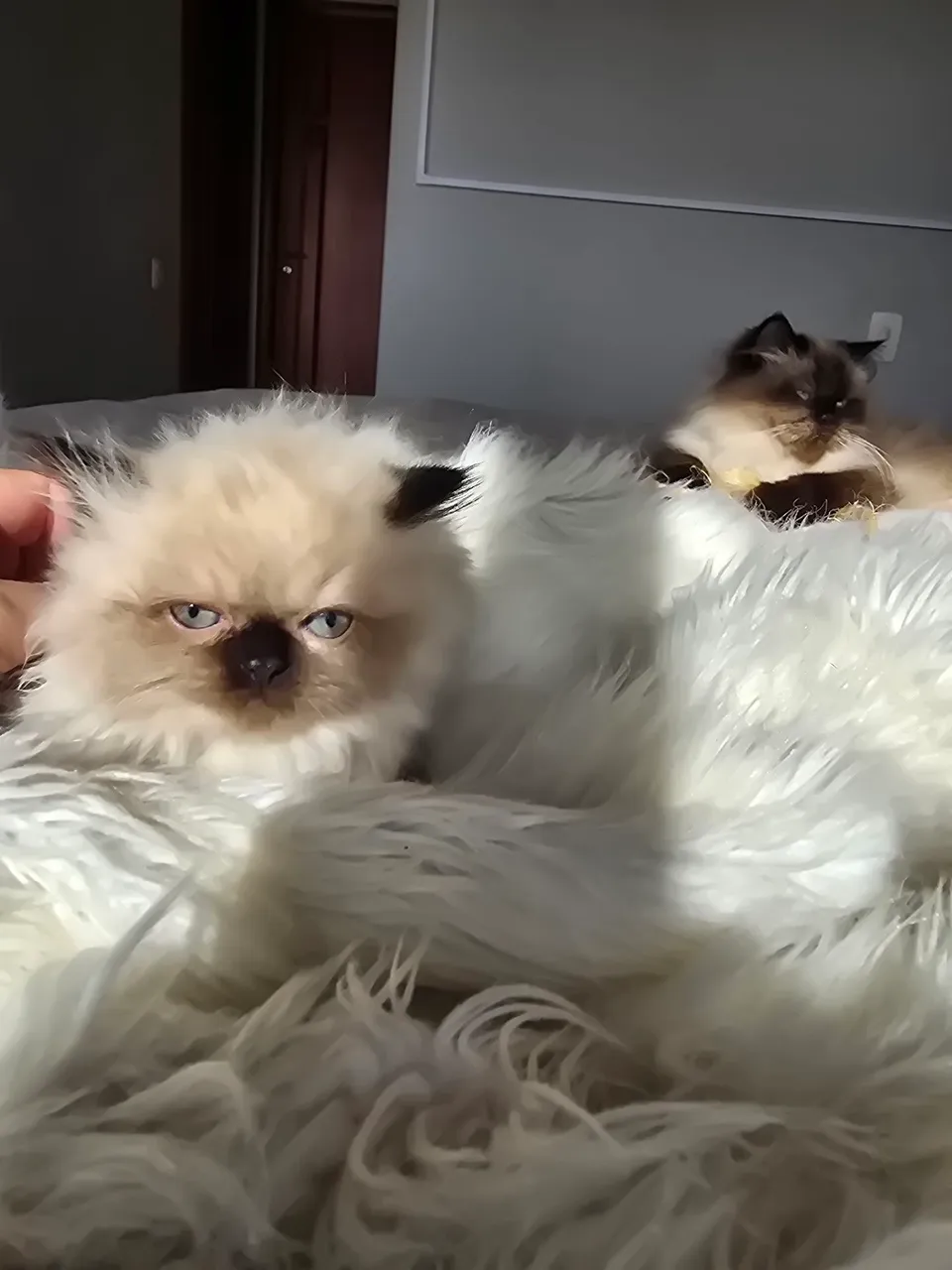 Gatas Persas Fêmeas