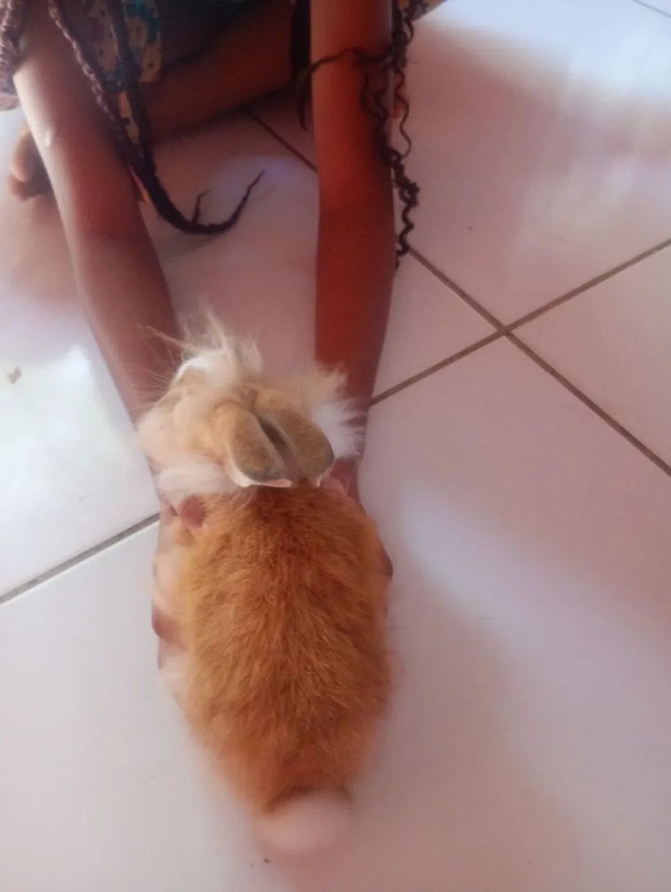 Coelhinho Angorá - Foto 3