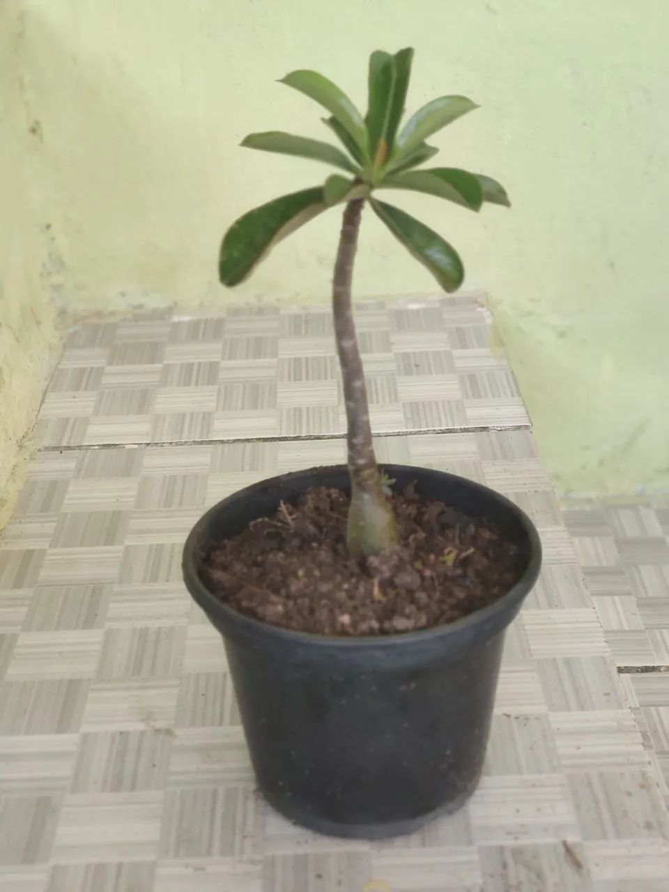Rosa do deserto 
