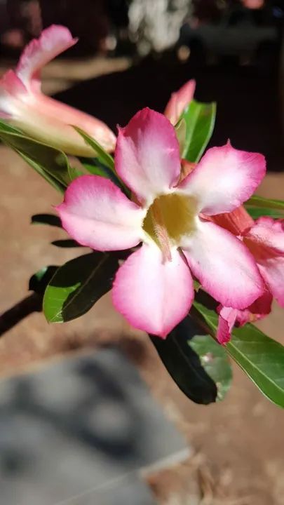 Muda de Rosa do Deserto 