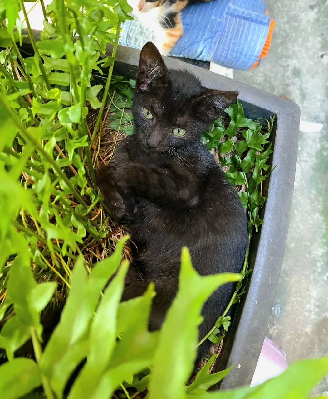 Gatinhos para doação 