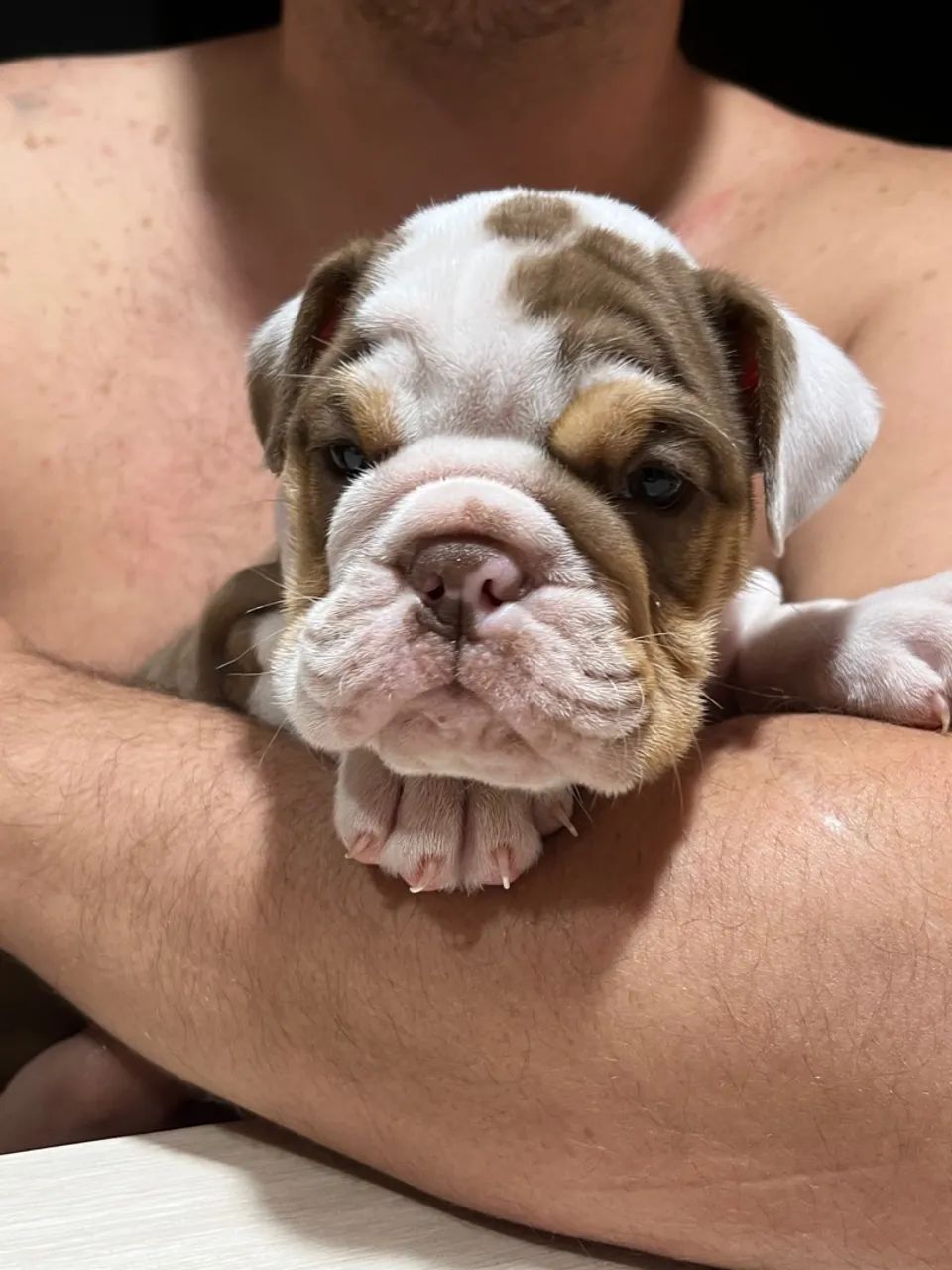 Filhote de Bulldog inglês! Garanta o seu  - Foto 5