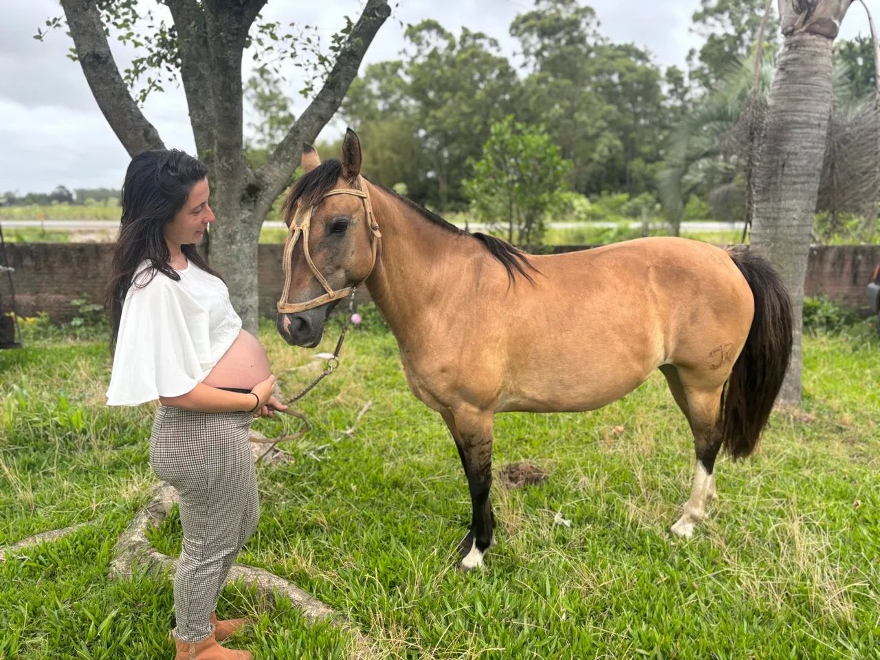 Vendo égua crioula  - Foto 2