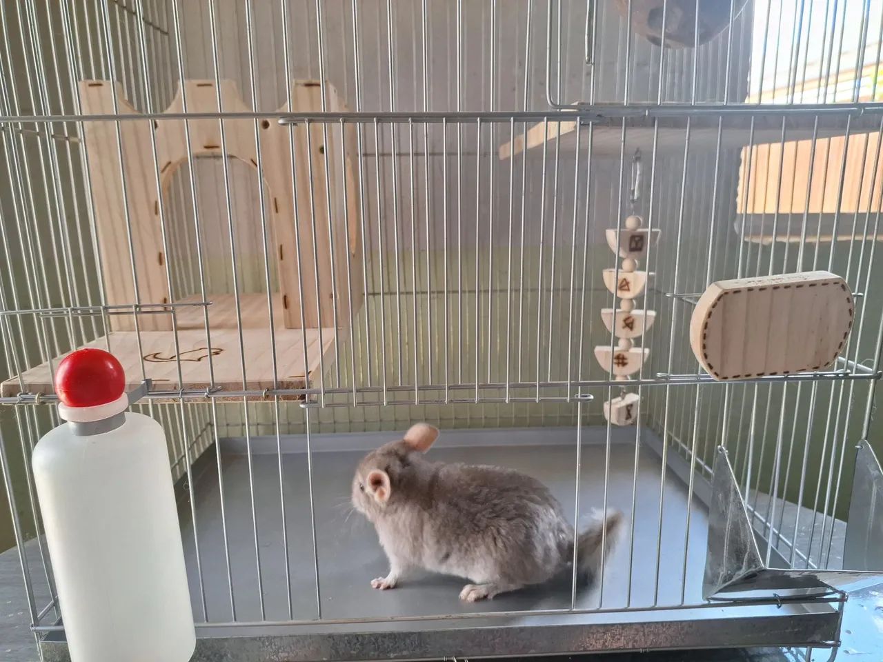 Chinchila + gaiola completa + alimentação  - Foto 5