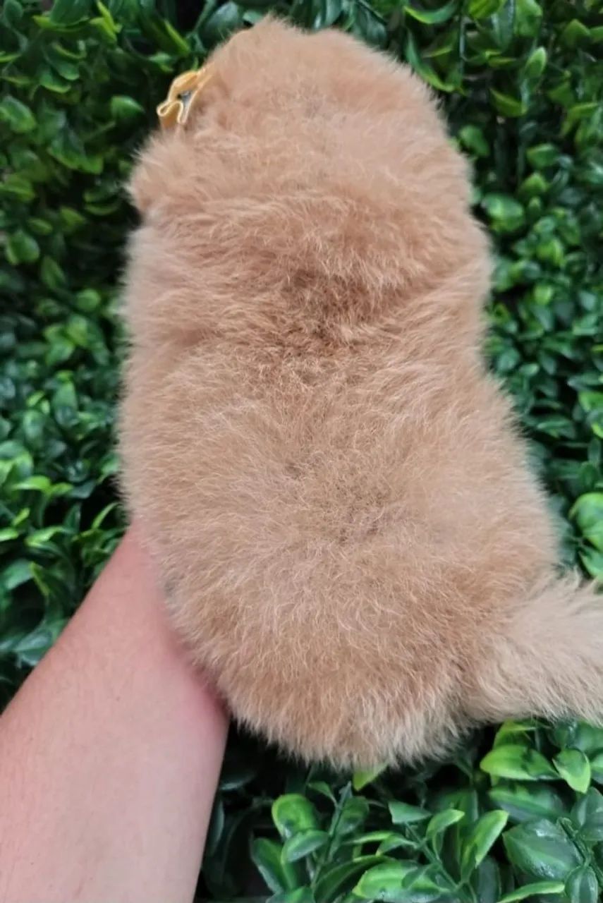 Spitz Alemão autêntico - Pelagem Exuberante +Suporte Pós Venda - FOTO REAL! - Foto 2