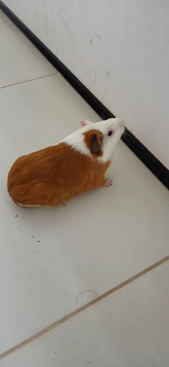 Porquinho da Índia com Gaiola