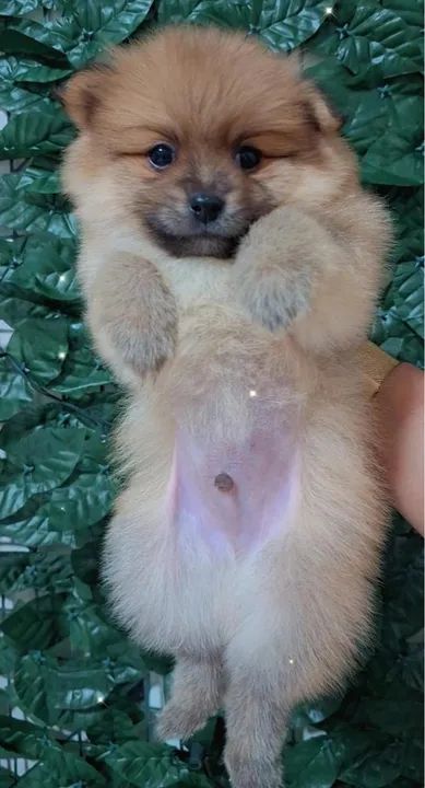 Filhotes de Spitz Alemão | Spitz Alemão  - Foto 3