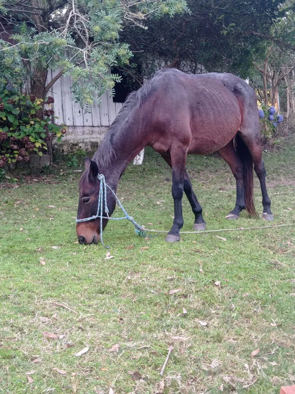 Cavalo domado