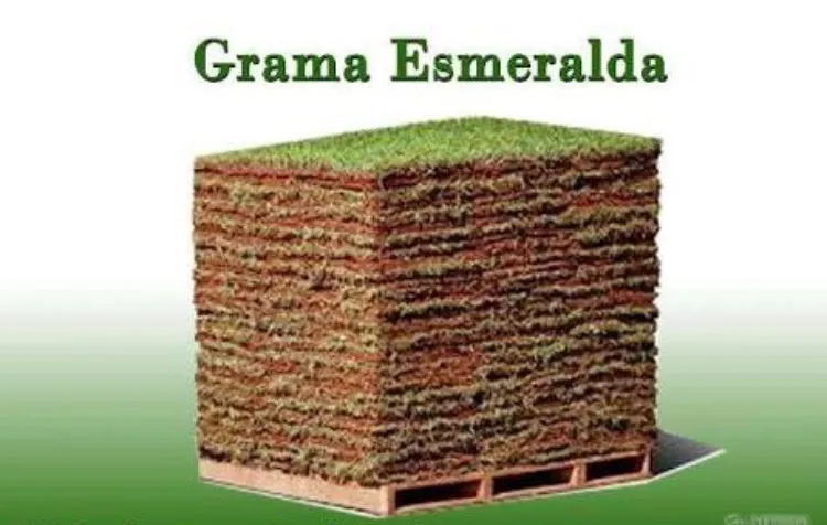 Grama esmeralda e batatais