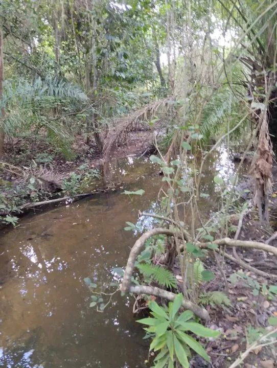 Terreno amplo com área verde - Foto 5
