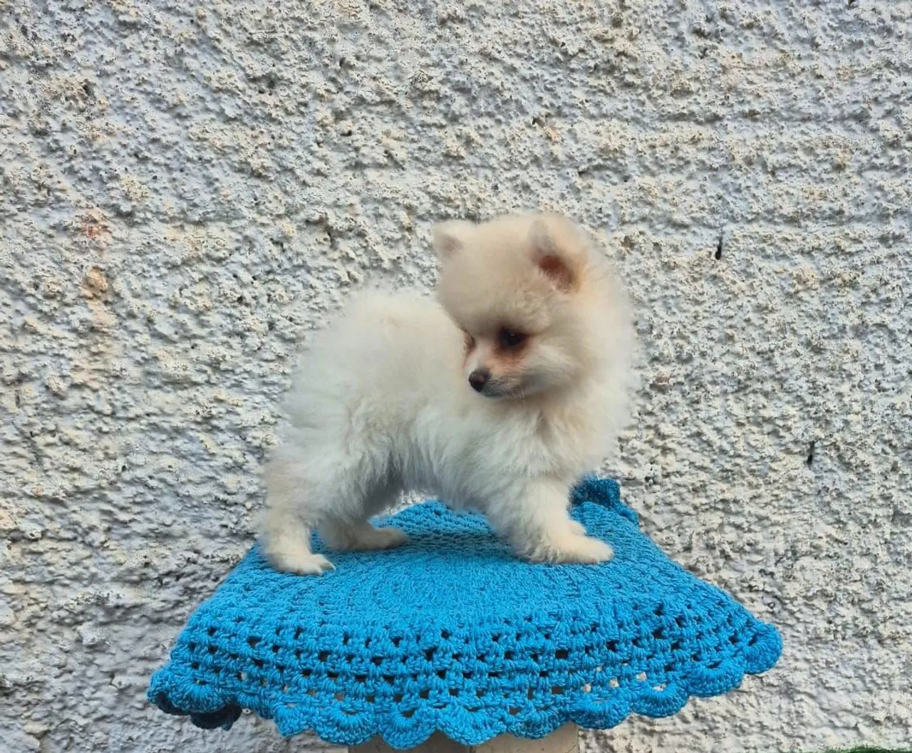 Spitz Alemão filhotes ( só macho)