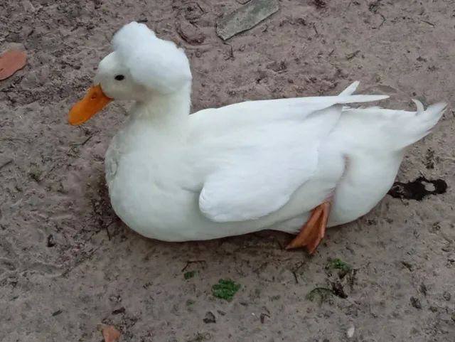 Marreco de pompom  - Foto 2