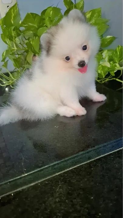 Spitz alemão macho parcelamos em 10x - Foto 2