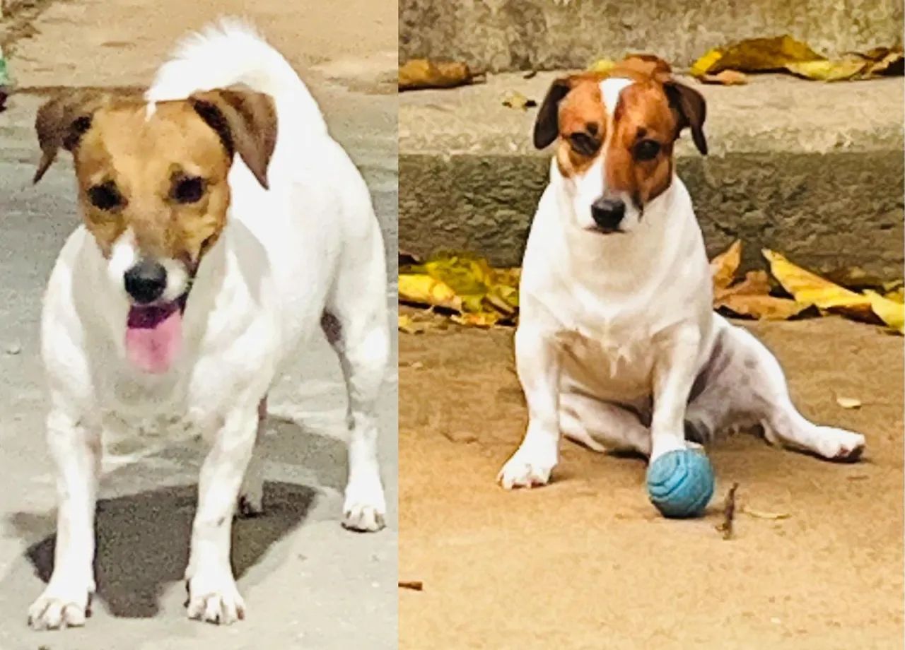 Filhotes Jack Russell Terrier Machos - Foto 3