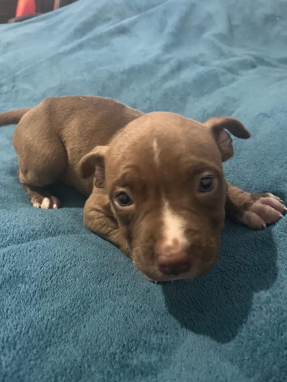 Filhotes de Pitbull disponível!! - Foto 2