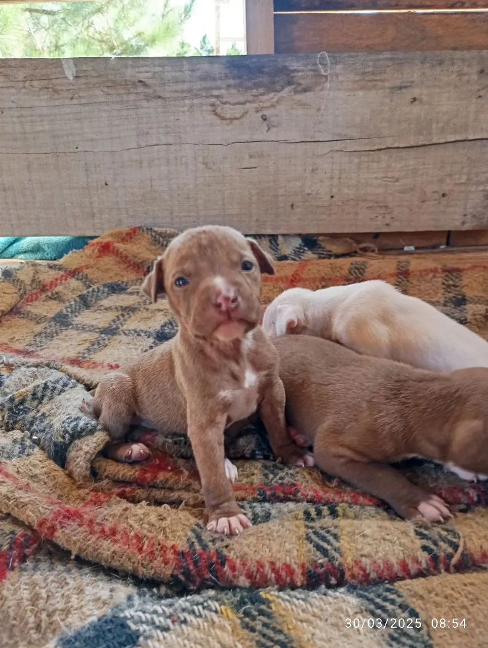 Filhote Pitbull - Foto 6