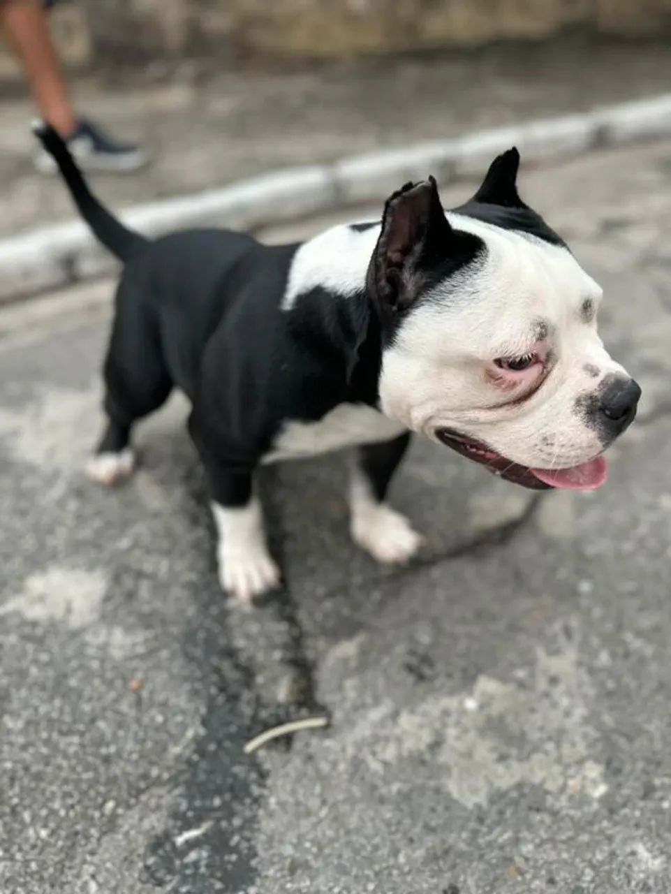 American Bully  - Foto 5