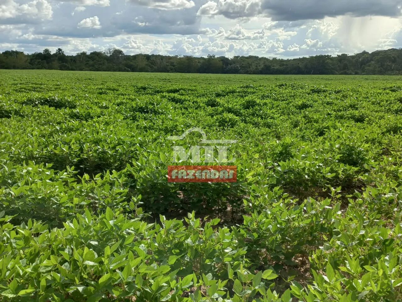 Fazenda 135 Alqueires (653 Hectares) Palmeirante - TO - Foto 5