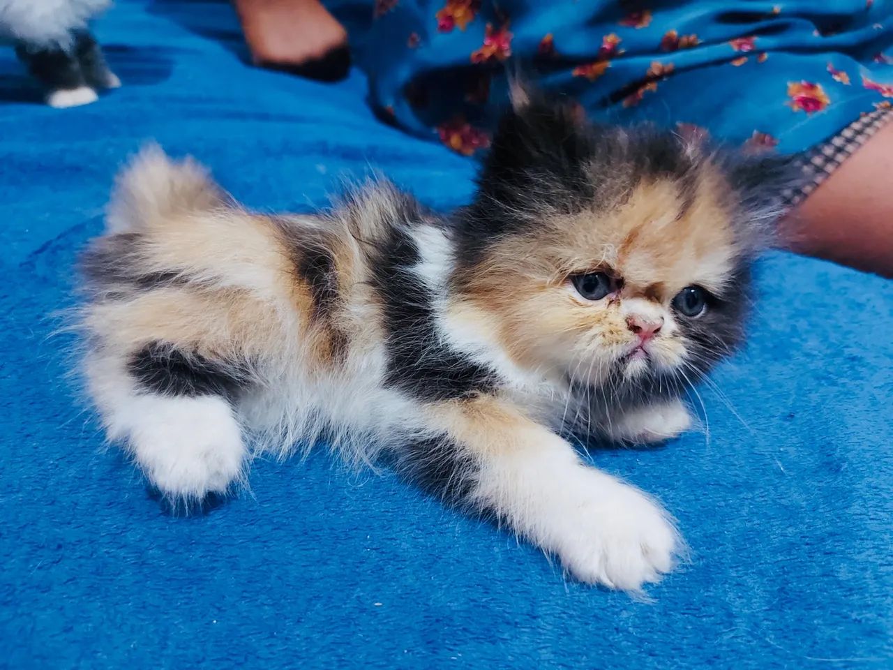 Filhote Persa - Foto 2