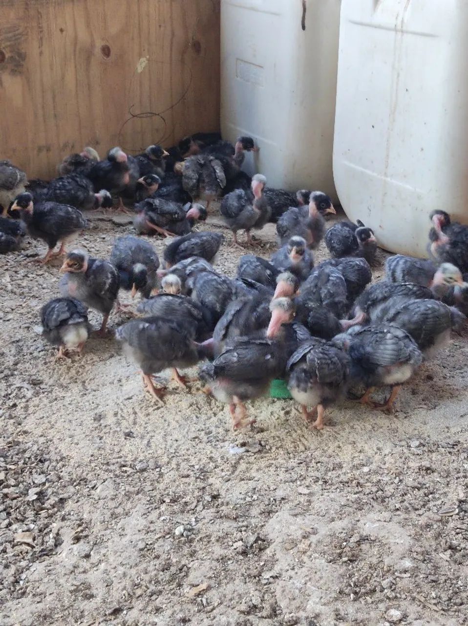 Pintinhos carijó pescoço pelado fêmeas 