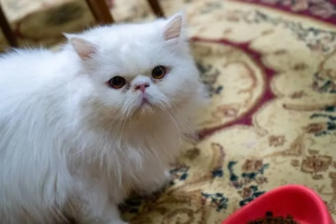 Gato Persa