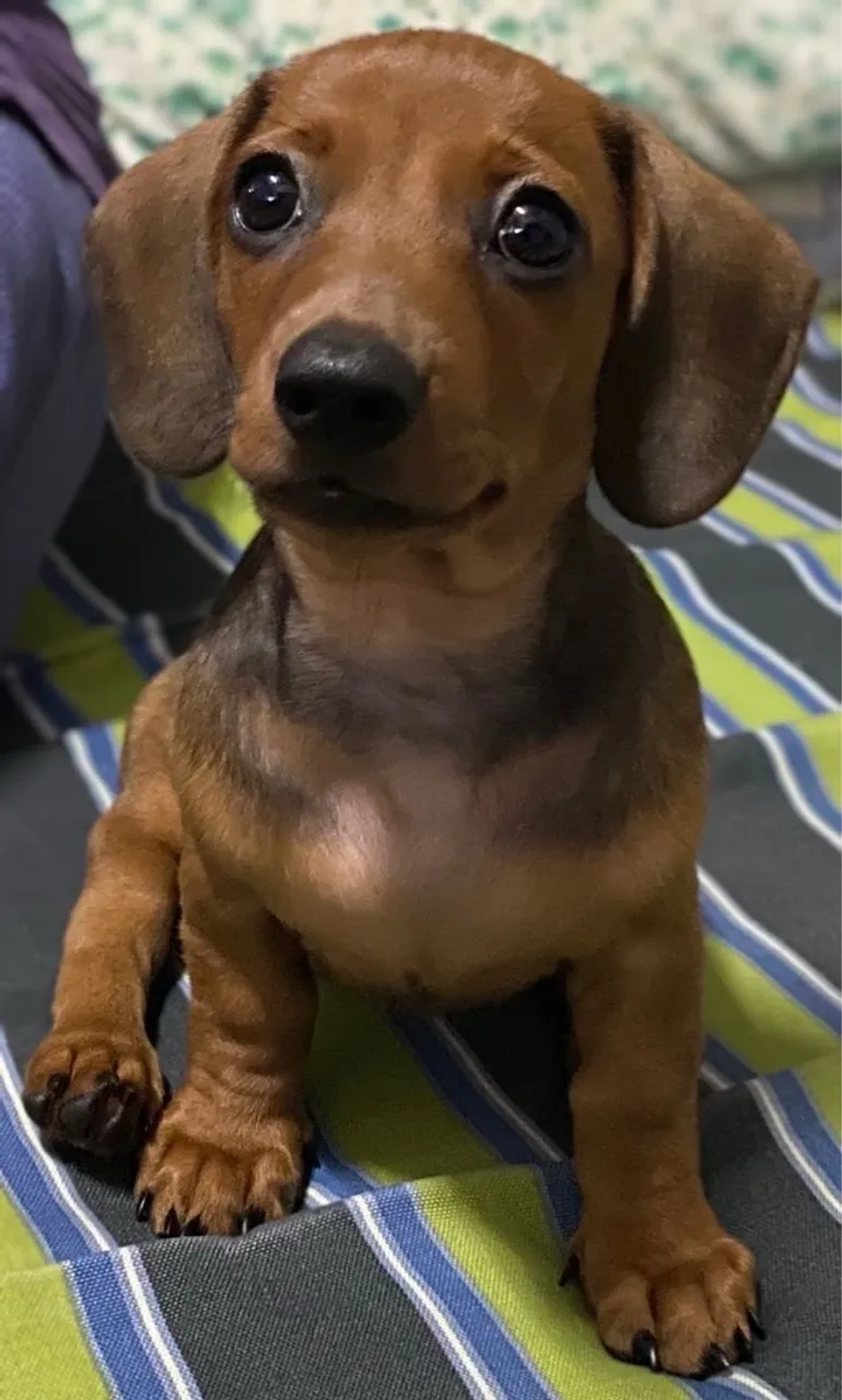 Filhote de Dachshund à Venda adquira já o seu