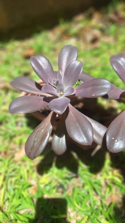 Suculenta Echeveria Gibbiflora Hibrida Roxa - Foto 3