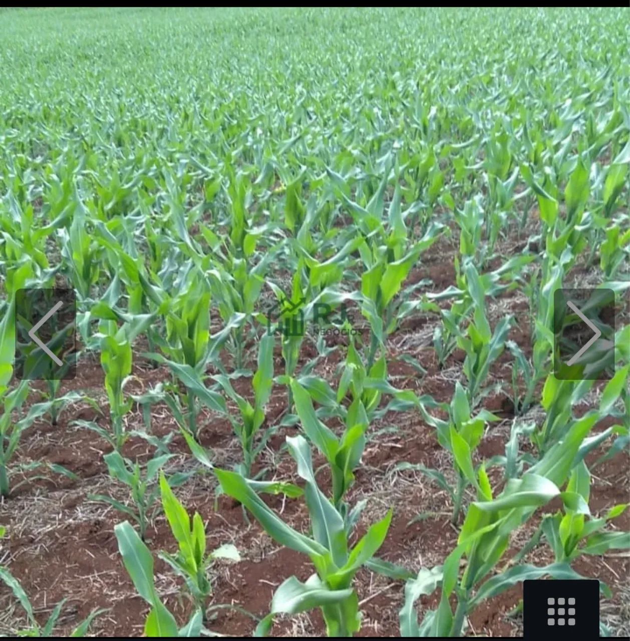 Fazenda à Venda com 76 alq. Distrito Guaravera - Foto 2