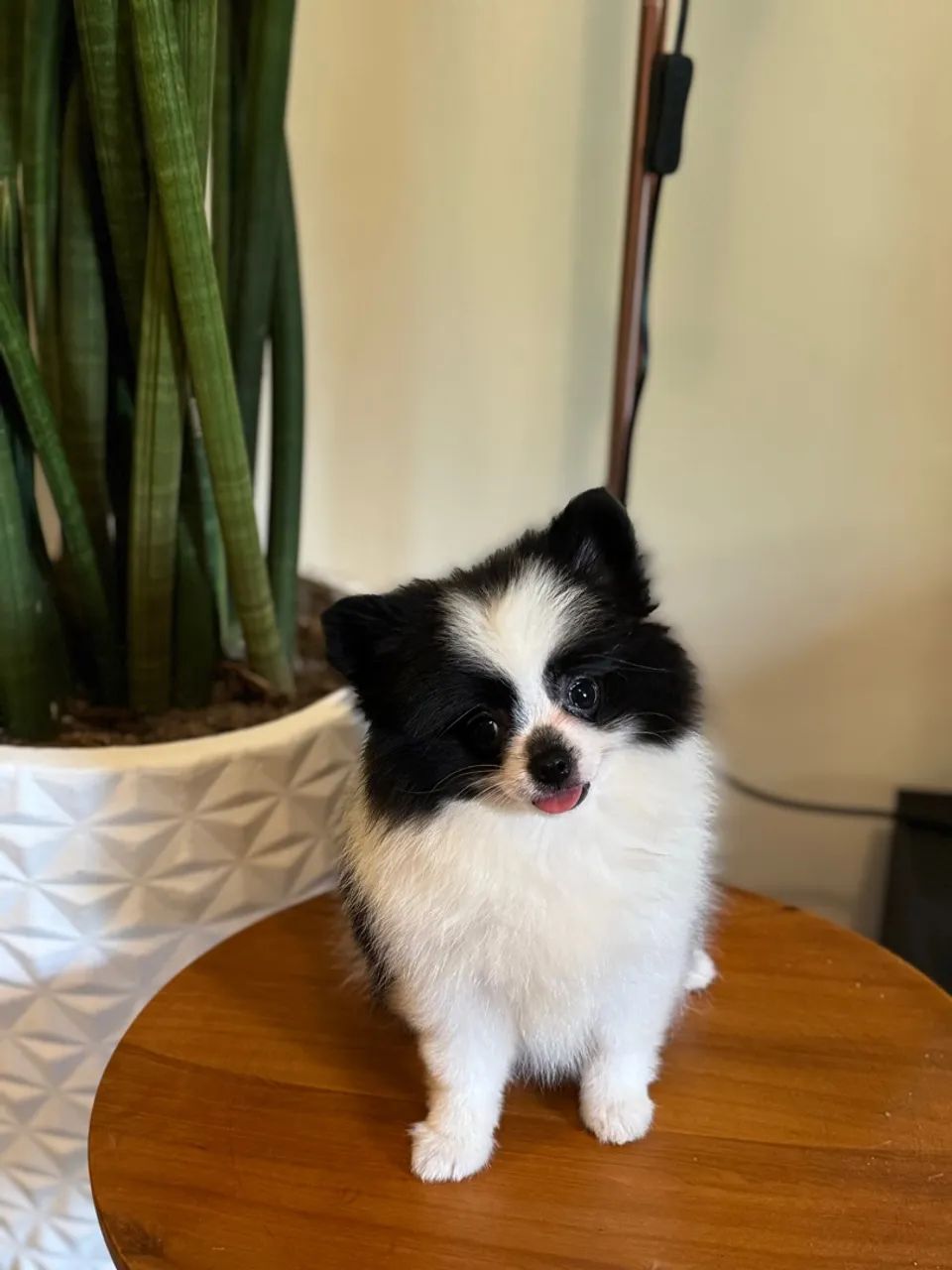 Filhote Spitz Alemão (Lulu da Pomerânia  - Foto 3