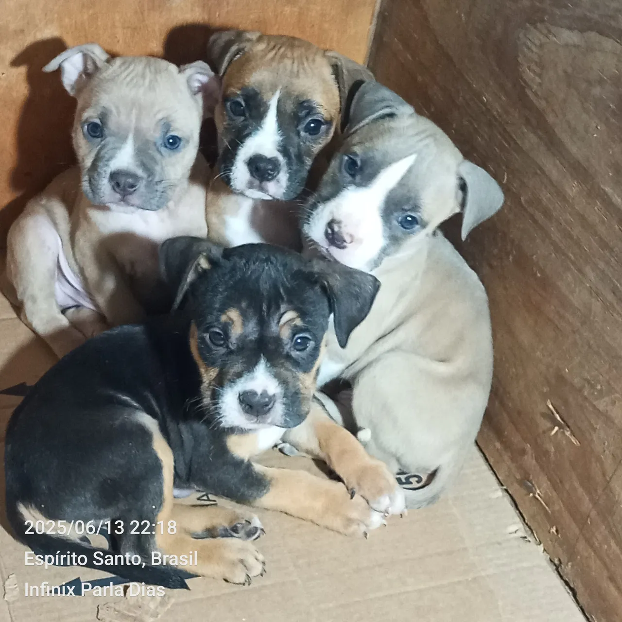 Filhote de American Bully