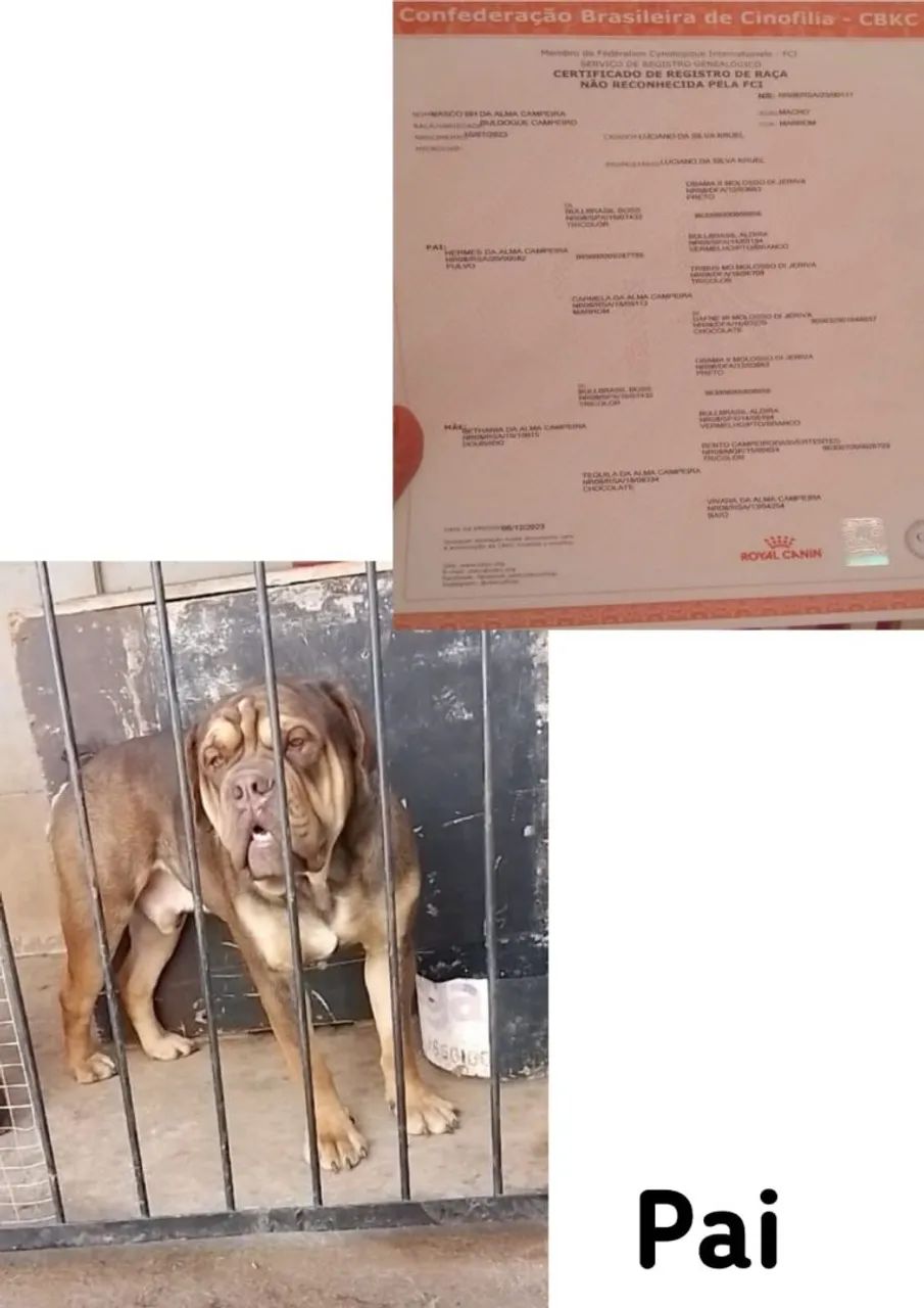 Buldogue campeiro filhote macho - Foto 5