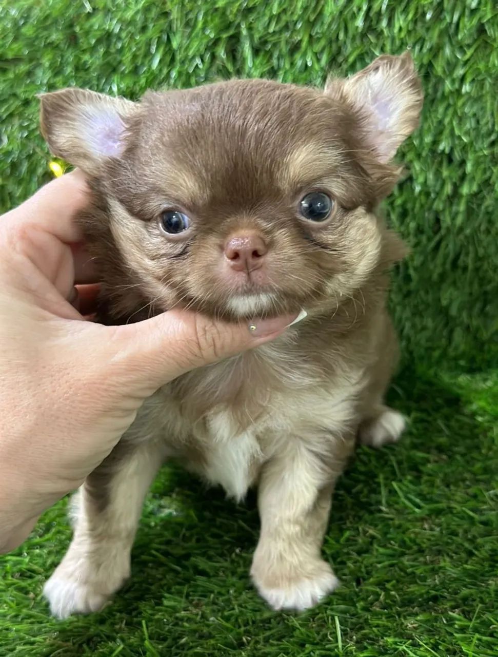 Chihuahua - Lindo e peludinho!