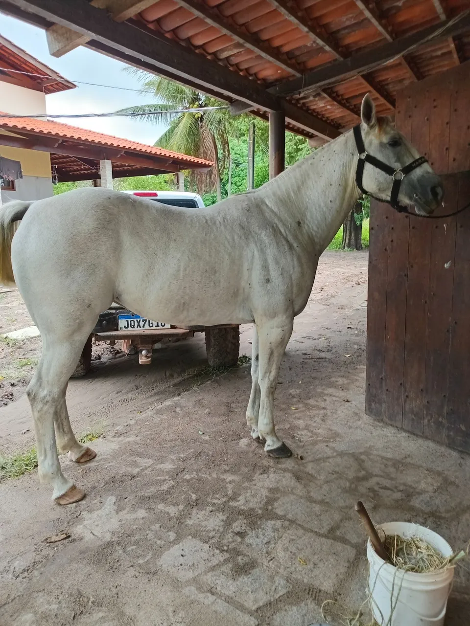 Égua PO para venda
