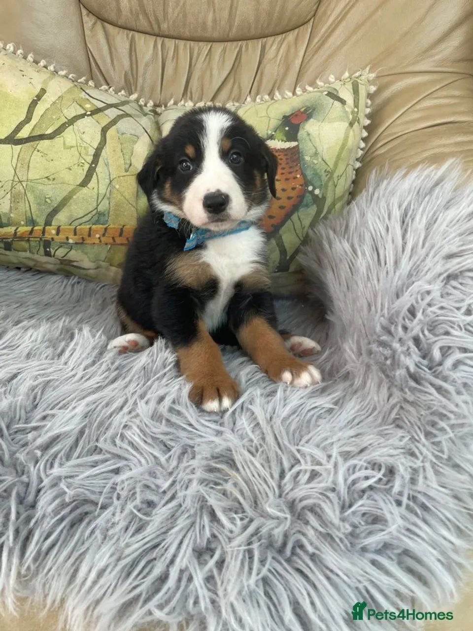 Bernese mountain disponíveis 