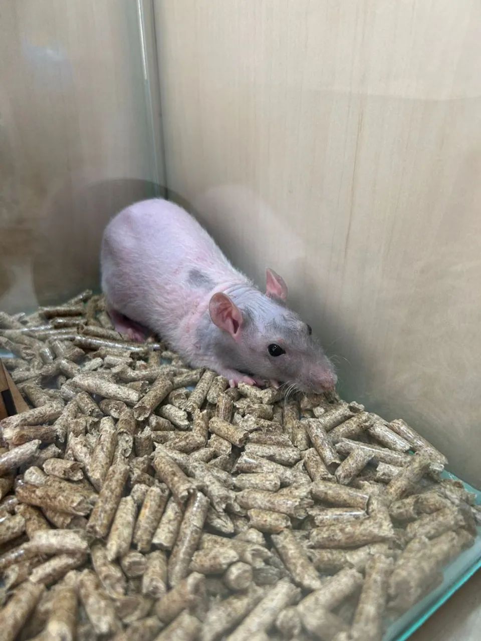 Ratinho Twister Hairless Macho