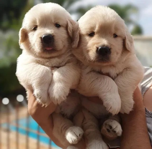 Machinhos de Golden retriever filhotes com 52 dias com pedigree e vacinas - Alberto