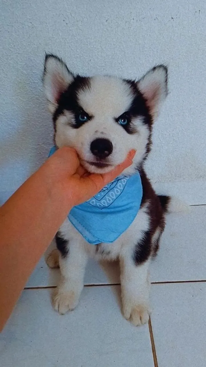 Filhote de Husky Siberiano com olhos azuis vacinado vermifugado