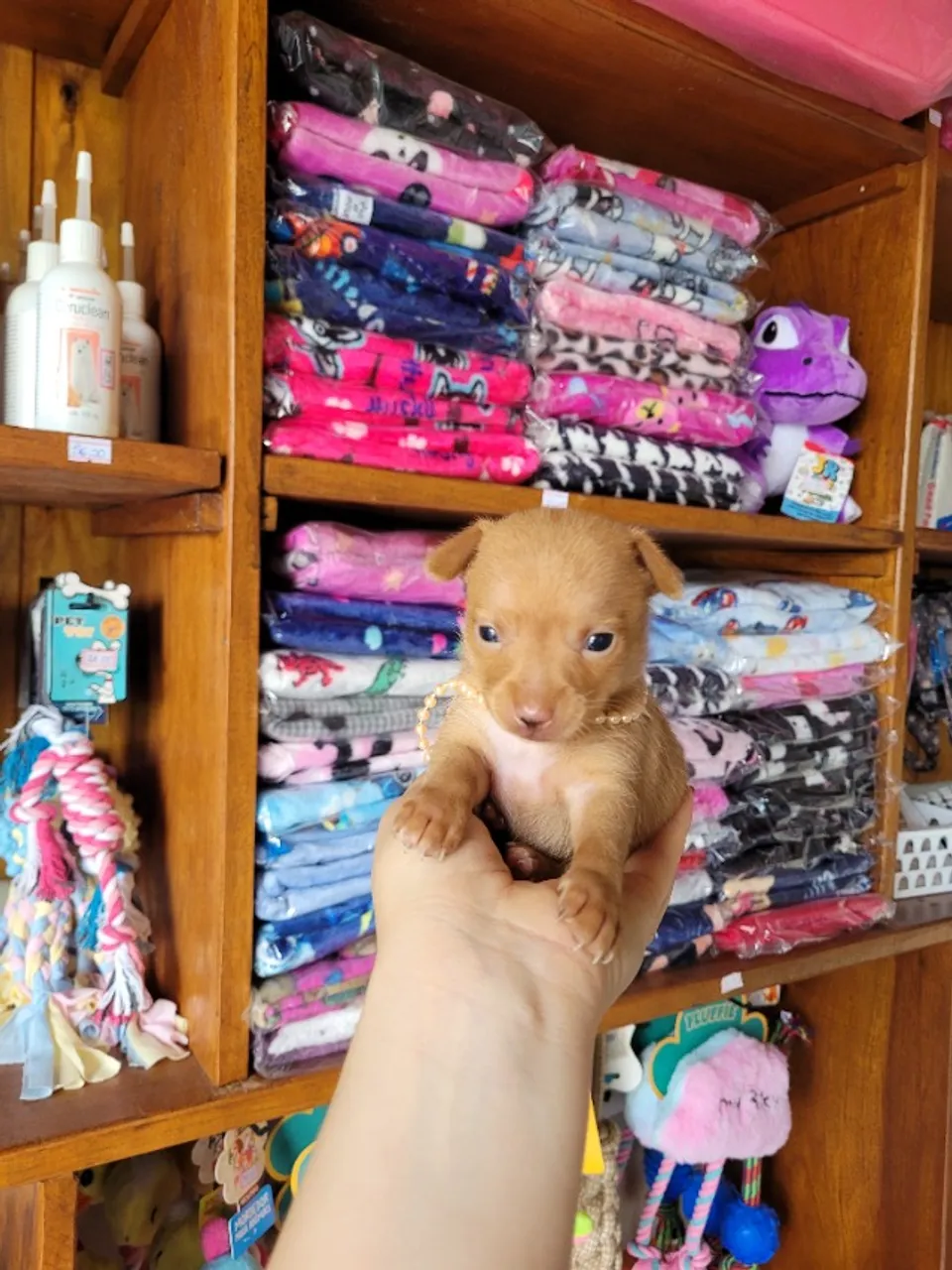 Pinscher mini, fêmea! Lindíssima e será bem pequena quando adulta.