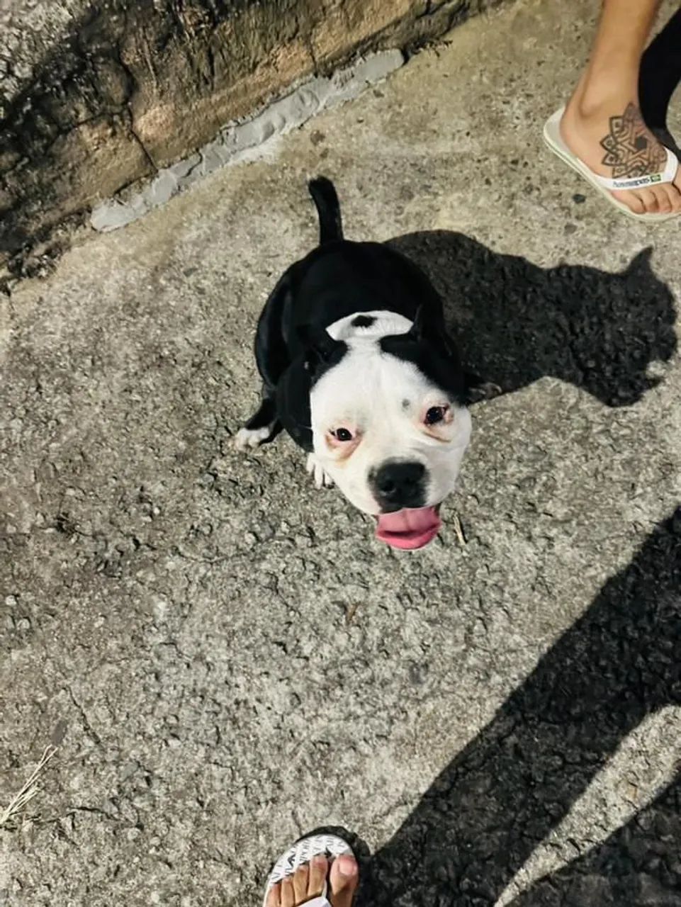 American Bully  - Foto 6