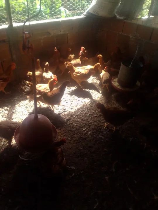 Frangos caipiras para venda - Foto 5