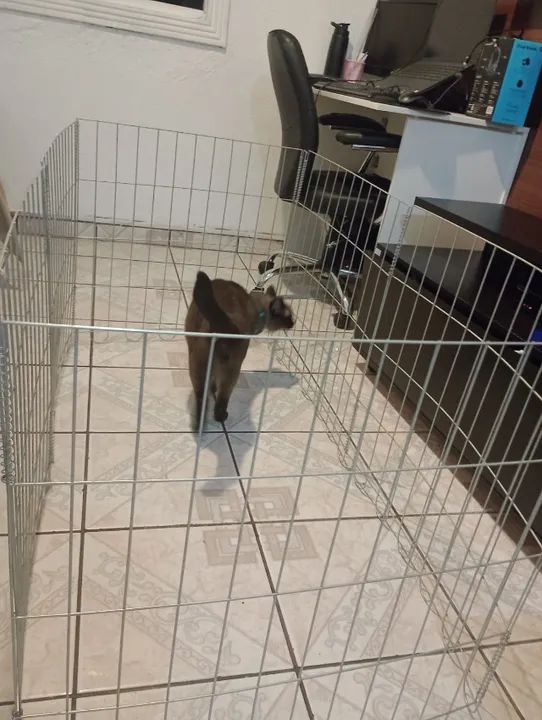 Cercadinho cachorro - Foto 3