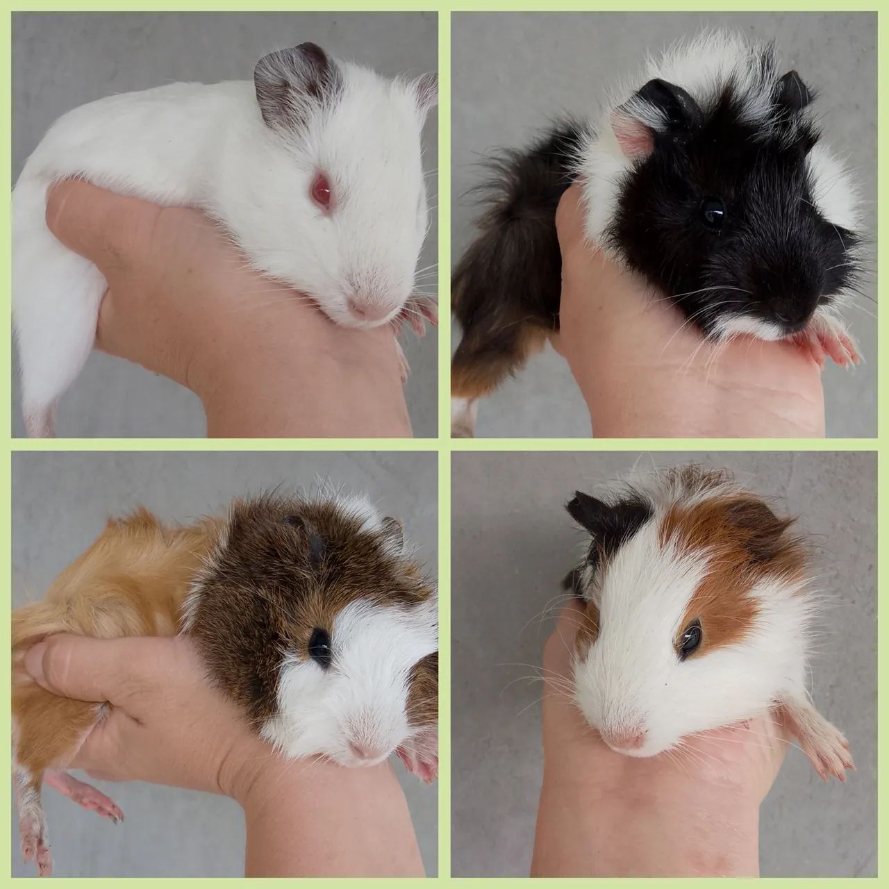 Lindos porquinhos da índia 