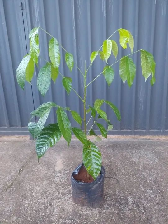 Mudas de Mogno Brasileiro - Prontas para Plantio! ?