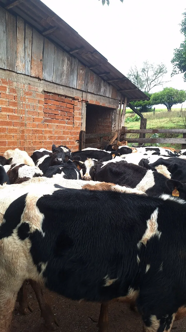 Vacas leiteiras para venda