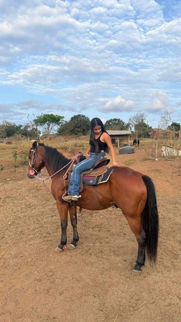 Cavalo iniciado em tambor e team penning