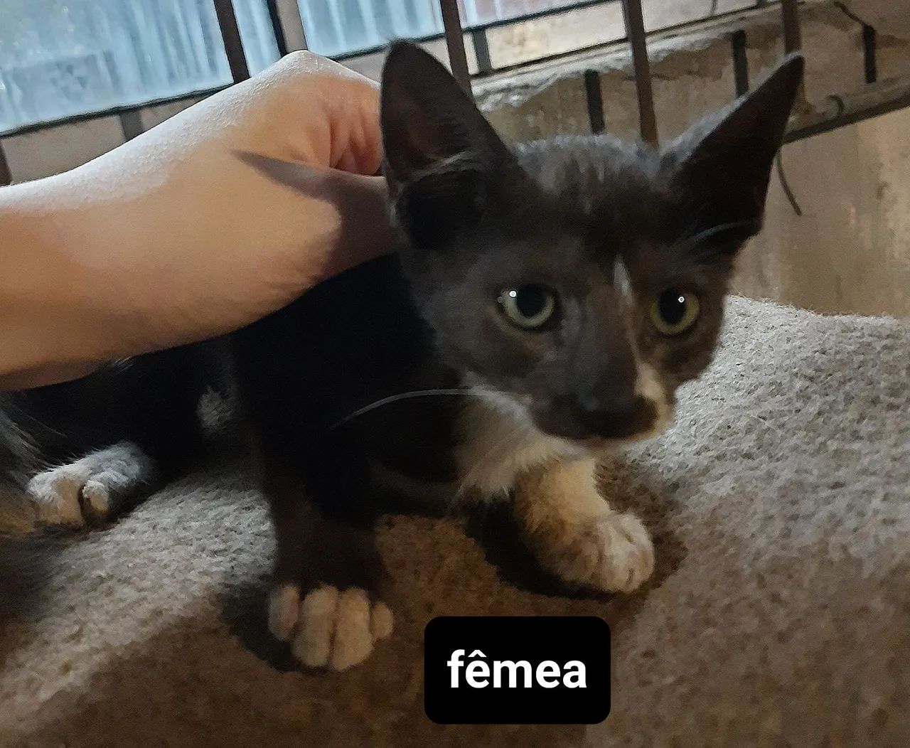 doação gatos filhotes - leia a descrição - Foto 2